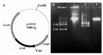 Figure 5. A) Schematic representation of pYES2 vector. pYES2 contains the auxotrophic marker URA3, 2 µ origin and the ampicilin resistance marker. B) Restriction analysis of pYES2. Lane 1: undigested plasmid. Lane2:  EcoRI/ClaI digested vector showed two expected bands of ~2.5 and ~3.2 kb. Lane 3: ClaI linearized plasmid (5.9 kb)

