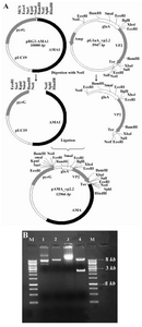 Figure 1. A)  Schematic representation of expression cassette construction. Vp2 final fragment was cloned into NotI site of pRG3-AMA1; B) Restriction analysis of pAMA_vp2. M: Size marker. Lane 2: Undigested pRG3-AMA1-NotI (plasmid backbone). Lane 3: NotI linearized pRG3-AMA1-NotI (~ 10 kb). Lane 3: undigested pAMA_vp2. Lane 4: NotI digested pAMA_vp2. The backbone plasmid (~ 10 kb) and the glaA-vp2 fragment (~ 3kb) are present

