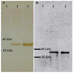 Figure 2. Western blot analysis on A. niger cell lysates using anti-VP2 antibodies. A) Detection of VP2 using polyclonal serum obtained from the immunized chickens. Lane 1: wild type strain; lane 2:  vp2 transformant 24 hr sample; lane3: vp2 transformant 48 hr sample; B) Detection of VP2 using anti-vp2 monoclonal antibody. Lanes’ order is the same as A

