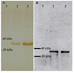 Figure 2. Western blot analysis on A. niger cell lysates using anti-VP2 antibodies. A) Detection of VP2 using polyclonal serum obtained from the immunized chickens. Lane 1: wild type strain; lane 2:  vp2 transformant 24 hr sample; lane3: vp2 transformant 48 hr sample; B) Detection of VP2 using anti-vp2 monoclonal antibody. Lanes’ order is the same as A

