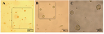 Figure 4. Human germ cells colonies were attached to laminin coated plate without fibroblast accompaniment after the second passage. A) 10×10X; B) 10×20X; C) 10×40X