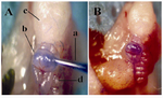 Figure 3. A) Dye injection in to oviduct by modified micropipette: modified pipette filled with trypan blue (a), second coiled ahead ampulla (b), fat pad of ovary (c), oviduct (d); B) Ampulla without leakage after dye injection
