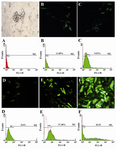 Figure 1. Photographs and flow cytometry results of transfection using different methods. Cells were analyzed for GFP expression by fluorescence microscope (20x) and flow cytometry 48 hr from transient transfection in comparison with untransfected cells. A) Untransfected Mehr-80 cells: B) CaP; C) DEAE-dextran; D) Superfect; E) Electroporation; F) Lipofectamine 2000. Data obtained from flow cytometry were analyzed using FlowJo software. Plots represent percent of positive GFP expressing cells. Transfected cell in the photographs of Lipofection and electroporations are brighter than the other techniques, which concordant with the flow cytometry results, indicate the higher density of transfectin