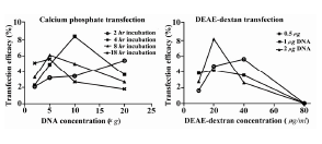 Figure 2. Different situations for optimizing CaP and DEAE-dextran method. Left figure shows effects of incubation time and DNA concentration on transfection rate in CaP method. Right figure shows effects of DEAE-dextran and DNA concentration on transfection rate of DEAE-dextran method (B) 