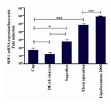 Figure 4. Comparison fold overexpression of SDF-1 after transfection of Mehr-80 cells using plasmid construct encoding SDF-1. Data represent the average expression of SDF-1 gene relative to β-actin±standard deviation of triplicate transfection experiments in optimum situation of different transfection methods