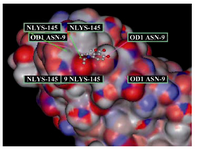 Figure 4. This picture shows the docking between receptor (PDB ID: 1F23) and NB-2 by Hex application. Several involving amino-acids were marked by Hex