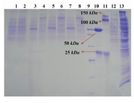 Figure 4. Genomic amplification with methotrexate.  Lanes 1 and 2: concentrated supernatant of STD7 transformant in reducing and non-reducing conditions. Lanes 3 and 4: concentrated supernatant of STD72G transformant in reducing and non-reducing condition. Lanes 5 and 6: concentrated supernatant of STD76G transformant in reducing and non-reducing condition.  Lanes 7 and 8: concentrated supernatant of STD77G transformant in reducing and non-reducing condition. Lane 9:  PageRuler™ unstained broad range protein ladder (Fermentas). Lanes 10 and 11: Herceptin in reducing and non-reducing condition as positive control. Lane 12: culture supernatant from untransfected CHO DG44 cell line as negative control. Lane 13: cell lysate of STD77G construct