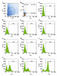 Figure 5. Comparison of cytotoxic effects of different treatments on   MDA-MB-468 breast cancer cell line. A, B, C) MDA-MB-468 cells at a density of 50000 cells/ml in RT without any treatment were used as negative control; D) Cells  incubated in magnetic field for 30 min did not show any significant change; E) The effects of paraffin oil (nanoparticle vehicle) on the cells in RT, which shows no changes in cell pattern and viability; F) The effects of paraffin on the cells in magnetic field for 30 min, showing no change; G) The effects of magnetite nanoparticles on the cells in RT shown no significant change; H) The effects of 30 min doxorubicin treatment on cells in RT shown no significant change; I) The effects of magnetite nanoparticles plus doxorubicin on the cells in RT shown no significant change; J) The effects of magnetite nanoparticles on the cells in magnetic field for 30 min; K) The effects of doxorubicin on the cells in magnetic field for 30 min; L) The effects of magnetite nanoparticles plus doxorubicin on the cells in magnetic field for 30 min (n=3). RT: room temperature or no magnetic field was applied