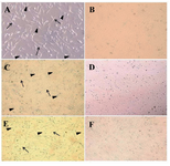 Figure 1. Primary culture of sheep mesenchymal stem cells. At primary culture (48 hr after culture initiation) adherent spindle-shaped cells showed a varying cellular morphology from spindle-shaped (arrow) towards more cuboidal fibroblast-like cells (arrowhead) in adipose tissue, A) (400×), liver; C) (200×), and bone marrow; E) (200×) derived MSCs. Elongated fusiform cells were mostly observed after day 5 of the culture in adipose tissue; B) and after day 4 in liver; D) and bone marrow; F) derived MSCs (200×)
