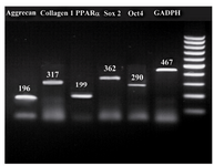 Figure 7. Representative gel photographs of RT-PCR analysis of important gene transcripts related to stemness status of MSCs and one related gene to each cell lineage (adipocyte, osteocyte, and chondrocyte). GAPDH was considered as re-ference gene