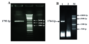 Figure 1. Amplification of ipaB gene by PCR with specific primers for plant. A) and E. coli; B) cloning. A) Lane 1; ipaB gene, Lane 2; MW Lane 3 negative control. B) Lane 1; ipaB gene, Lane 2; negative control, Lane 3; MW