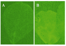 Figure 4. Verification of transfer of the expression cassette containing GFP to tobacco leaves; A) the control leaf; B) the agroinfiltrated leaf that received vector and expresses GFP