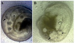 Figure 1. Ampulary segment of mouse oviduct containing ovine embryos 6 days after culture with, A) SOFaaciBSA; B) SOFaaBSA. Arrows show ovine blastocyst