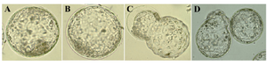 Figure 2. Morphological appearance of ovine blastocysts originated form, A) IMO with SOFaaciBSA; B & C) IMO with SOFaaBSA and D) SOFaaBSA alone. The integrity of the inner cell mass and more regular distribution of therphoctoderm cells in IMO produced embryos were considered during morphological evaluation