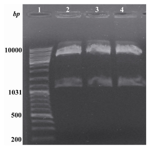 Figure 1. Digestion of the recombinant pBAD/gІІA plasmid with NcoІ and HindІІІ. Lane 1: Standard molecular weight marker. Lanes 2, 3 and 4: Obtained insert (1128 bp) and vector (4145 bp) after digestion with the above mentioned enzymes