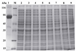 Figure 2. Induction of the expression of reteplase with L-Arabinose and separation of the obtained proteins using SDS-PAGE. Lane 1: Control sample, poly hydroxyalkanoat synthetase (PHC1) gene present pBAD/gІІІA vector induced with 0.0002% of L-Arabinose for 4 hr, producing a 60 KDa molecular weight band. M: Standard molecular weight marker. Lanes 3, 5, 7 and 9: pBAD/gІІІA plasmids without any insert induced with 0.2, 0.02, 0.002 and 0.0002 % of L-Arabinose and incubatd at 37C for 4 hr. Lanes 2, 4, 6 and 8: Recombinant pBAD/gІІІA plasmids containing reteplase sequence induced with 0.2, 0.02, 0.002 and 0.0002 % of L-Arabinose and incubated at 37C for 4 hr