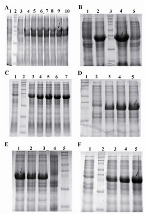 Figure 3. Optimization of the expression of pET24a-cbd plasmid. A) Colony optimization for high production level of CBD. From left to right, Lane 1: Uninduced with IPTG, Lane 2: Protein marker, lane 4-10: Induced with 1.0 mM IPTG (~38 kDa); B) Media optimization for high production level of CBD. From left to right, Lane 1: Uninduced with IPTG in LB broth, Lane 2: Induced with 1.0 mM IPTG in LB broth, lane 3: Protein marker, lane 4: induced with 1.0 mM IPTG in 2xTY, Lane 5: Uninduced with IPTG in 2xTY; C) Effect of inoculation time of induction on high production level of CBD. From left to right, Lane1: Uninduced with IPTG, Lane 2: Protein marker, Lane 3-5: induced with 1.0 mM IPTG at OD600 nm: 0.2, 0.4, 0.6, 0.8, and 1 respectively; D) Effect of IPTG concentration on high production level of CBD. From left to right, Lane 1: Protein marker, Lane 2: Uninduced with IPTG, Lane 3-5: induced with 0.2, 0.5, 1.0 mM IPTG, respectively; E) The effect of the period of induction on high production level of CBD. From left to right, lane 1-3: Induced with IPTG at time course of induction 2, 3, and 5 hr, respectively. Lane 4: Protein marker, Lane 5: Uninduced with IPTG; F) the effect of different incubation temperatures on high production level of CBD. From left to right, Lane 1: Uninduced with IPTG, Lane 2: Protein marker, Lane3-5: Induced with IPTG at 30, 35, and 37�C (the optimum result of each experiment was shown with arrows)