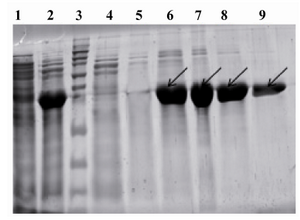 Figure 4. Purification of expressed CBD protein: From left to right, Lane 1: Uninduced with IPTG, Lane 2: Clear lysate, Lane 3: Protein marker, Lane 4: Flow through materials, Lane5: Wash fraction, pH=6.3, Lane 6-9: Elution fractions, pH=4.5 containing target protein (shown with arrows)