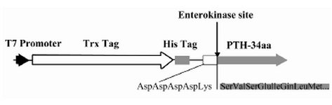 Figure 1. The schematic representation of PTH expression cassette including T7 promoter, thioredoxin coding sequence, His Tag coding sequence, enterokinase recognition site and PTH start coding sequence