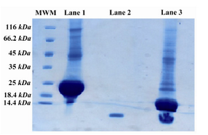 Figure 3. SDS-PAGE pattern of the digested fusion protein. Lane 1 is undigested PTH fusion protein, lane 2 is Forteo as the standard and lane 3 is the digested PTH fusion protein with enterokinase. There are two major bonds after digestion, 18 kDa and 4 kDa represent fusion partner and PTH, respectively