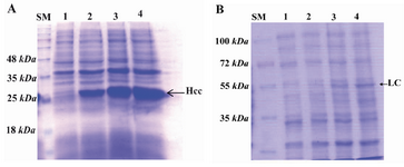 Figure 2. Induction of expression of HCC; A) and light chain; B) proteins in E. coli BL21 (DE3). 1 mM IPTG was added to a logarithmic liquid culture of transformed bacteria when OD600 nm was 0.6. Pre-induction (1) and post-induction samples were collected after 2 hr (2), 4 hr (3) and overnight (4) culture and run on 12% SDS-PAGE followed by Coomassie blue staining. The arrow in the gel shows the expressed protein with the expected molecular weight (~25 and 50 kDa, respectively); SM: protein size marker