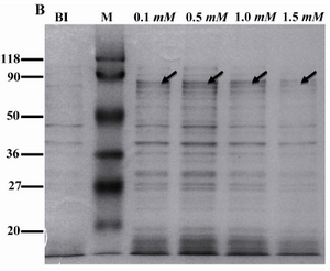 Figure 1B. Expression of rROP1 at different concentrations of IPTG. Rosetta (DE3) bacteria were induced with IPTG at concentrations from 0.1 mM to 1.5 mM. Densitometry analysis of rROP1 protein band showed no difference in protein expression when IPTG increased from 0.1 mM to 1.5 mM. BI: before induction