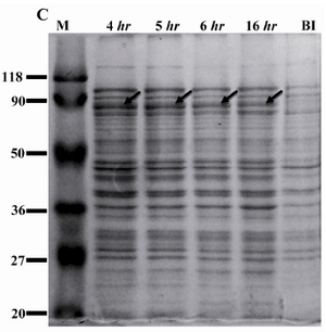 Figure 1C. Expression of rROP1 at different times of induction. Rosetta (DE3) bacteria were induced with 0.1 mM IPTG and incubated for different periods of time. Densitometry analysis of rROP1 protein band showed highest expression of rROP1 and was achieved 4 hr after induction. 
BI: before induction
