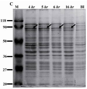 Figure 1C. Expression of rROP1 at different times of induction. Rosetta (DE3) bacteria were induced with 0.1 mM IPTG and incubated for different periods of time. Densitometry analysis of rROP1 protein band showed highest expression of rROP1 and was achieved 4 hr after induction. 
BI: before induction
