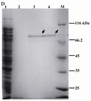 Figure 1D. Purification of rROP1. Soluble recombinant rROP1 protein was purified by Ni+2-NTA affinity chromatography, as illustrated in material and methods section, and analyzed by SDS-PAGE. Lane 1: flow through; lane 2: Wash; lane 3: Elution 1; lane 4: Elution 2