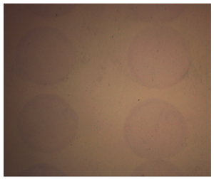 Figure 2. Collagen micropatterns stained with trichrome