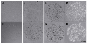 Figure 4. HEK 293T through four time points, A) 12 hr; B) 36 hr; C) 60 hr; and D) 84 hr; HepG2 cells through four time points, E) 12 hr; F) 36 hr; G) 60 hr; and (H) 84 hr