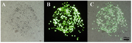 Figure 6. HEK 293T transfection with pmaxGFP plasmid; A) Bright field; B) Fluorescent field; C) Image overlay