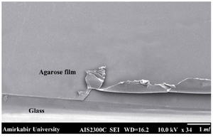 Figure 4. SEM image of agarose layer on the surface of the slides