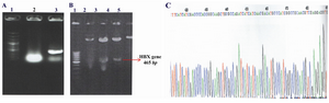 Figure 1. Confirmation of the presence of 465 bp hbx fragment in pcDNA3 vector by 3 methods; A) Colony PCR. Lane 1: 100 bp DNA molecular size marker, Lane 2: PCR product of pcDNA3 plasmid without HBX gene (negative control), Lane 3: PCR product of pcDNA3-HBX vector; B) Restriction endonucleases digestion. Lane 1: 100 bp DNA molecular size marker, Lane 2: pcDNA3-HBX without digestion, Lane 3 and 4: Digestion product of pcDNA3-HBX with EcoRI and Hind III, Lane 5:  Digestion product of pcDNA3 (control); C) The direct sequencing result of pcDNA3-HBX