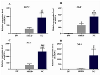 Figure 1. Real time PCR analysis of BDNF, NGF, NT3 and NT4 genes after differentiation of SHED into neural-like cells. All of these neurotrophins increased after differentiation. DP=dental pulp tissue, SHED=Stem cells from human-exfoliated deciduous teeth, NC=neural like cells. Error bars show mean±SD. For each experiment, n=12 for each gene, ***p<0.001, **p<0.01, *p<0.05 in com-parison to dental pulp tissue and ###p<0.001, ##p<0.01, #p<0.05 in comparison to SHED