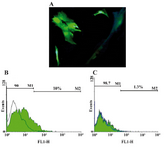 Figure 1. A) Transfection of ASCs with GFP plasmid; B) ASCs were firstly transfected with pEGFP-N1 plasmid and the best efficiency was gained with electroporation method; C) compared to Lipofectamine 2000 (10% vs 1.3%, respectively)
