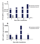 Figure 2. A) mRNA expressions of IP-10; B) and SDF-1; after transfecting ASCs with plasmids DNA encoding GFP, IP-10 or SDF-1