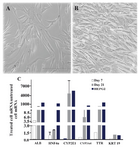 Supplementary figure 2. Differentiation of ASCs to hepatocytes; A) Adipose derived stem cells were observed as spindle shaped cells in culture before differentiation; B) ASCs after differentiation to hepatocytes appeared as the polygonal-flattened cells; C) Expressions of different hepatic related genes such as albumin (ALB), HNF4α, CYP2E1, CYP3A4, transthyretin (TTR) and (cytokeratin) KRT19 in ASCs on days 7 and 21 after treatment for hepatogenic differentiation.  Data are shown as mean ± SEM of 2-∆∆Ct