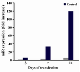 Figure 1. miR-26b expression on three different days of start-ing transfection