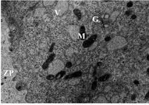 Figure 1. Electron micrograph showing details of an oocyte from group 1 follicles. Zona Pellucida (ZP), Mitochondria (M), Vesicles (V) and Golgi complex (G), ×11500