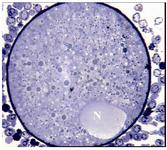 Figure 2. Light micrograph of an oocyte from group 2 which contains a peripherally located nucleus (N), ×720