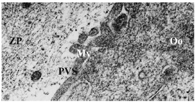 Figure 3. Electron micrograph of an oocyte from group 3. Microvilli (Mv), Perivitelline Space (PVS), Ooplasm (Oo), Zona Pellucida (ZP), ×21000