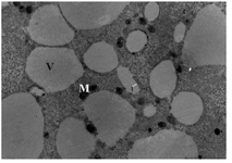 Figure 4. Electron micrograph of an oocyte from group 3, Mitochondria (M), Large vesicles (V), ×6600 