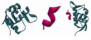 Figure 1. MDM2 optimized part (left), p53 optimized part (between) and 1T4F (PDB file) (right)