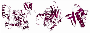 Figure 2. MDM2 complete model (left), p53 complete model (between) and FHIT complete model (right)