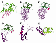 Figure 3. FHIT truncates, MDM2 optimized part, and p53 optimized part interactions three dimensional view. A) Three dimensional representation of 1T4F (PDB file); B) C9 FHIT truncate, MDM2 optimized part interaction view; C and D) C9 FHIT truncate and MDM2 optimized part interaction complex challenged with p53 optimized part; E) C9 FHIT truncate and p53 optimized part interaction view; F) C9 FHIT truncate and p53 optimized part interaction complex challenged with MDM2 optimized part