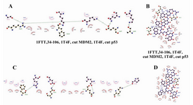 Figure 4. FHIT truncates, MDM2 optimized part, and p53 optimized part interactions,   two dimensional view. A, B) C9 FHIT truncate and p53 optimized part interaction complex challenged with MDM2 optimized part; A) five residues of C9 involve in hydrogen bond in interaction with MDM2 optimized part, in this complex; B) p53 optimized part binding pocket. This binding pocket is composed of 17 residues in which three of them involve in hydrogen bond (Arg18, Asp21, and Trp23). C and D) C9 FHIT truncate and MDM2 optimized part interaction complex challenged with p53 optimized part; C) four residues of C9 involve in hydrogen bond in interaction with MDM2 optimized part, in this complex; D) p53 binding pocket. This binding pocket is composed of 14 residues in which one of them involve in hydrogen bond (Arg18)