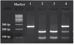 Figure 1. PCR-RFLP analysis by NSi I restriction enzyme digestion: To determine the samples’ genotype by PCR-RFLP, PCR was performed by RFLP-F and HRM-R530 primers, digestion reactions were performed by NSi I enzyme and samples’ genotype was determined by AGE analysis. NSi I enzyme cuts the mutant allele. The genotype of number 1 is normal, numbers 2 and 3 are mutant and number 4 is heterozygote