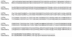 Figure 1. Pairwise sequence alignment of template (1JFF-B chain) with the query sequence of human β-tubulin