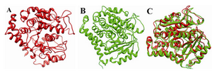 Figure 2. 3D structure of the template; A) the modelled structure of human β-tubulin; B) and its structural superimposition C)